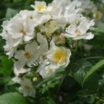 3 groeiseizoenen later